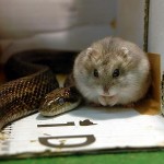 UngewÃ¶hnliche MÃ¤nner WG Hamster und Schlange